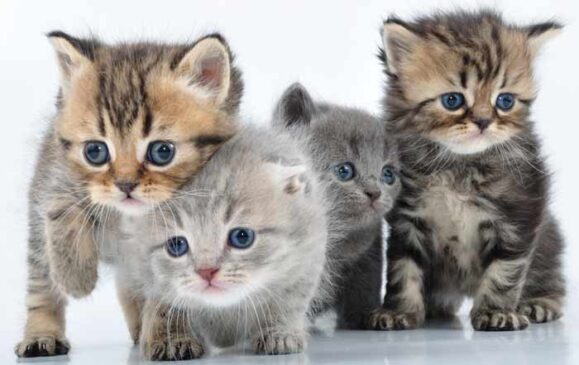Por que los videos de gatitos triunfan en internet?… Gatitos 579x365
