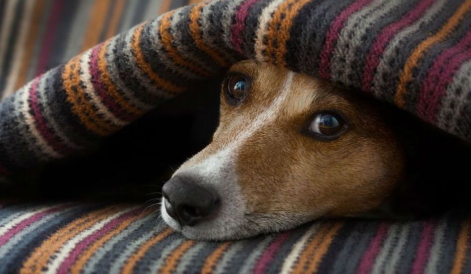Dog2