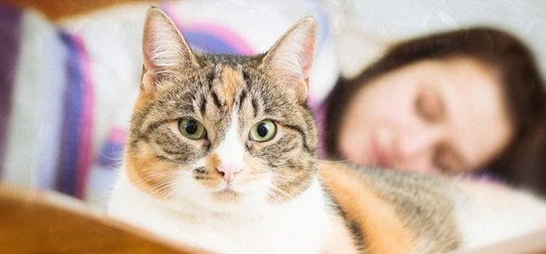 Cat1