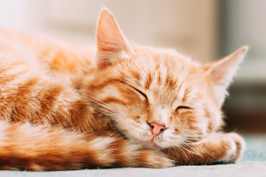 La razón por la que a tu gato le gusta dormir a los pies de cama… Cat2 548x365
