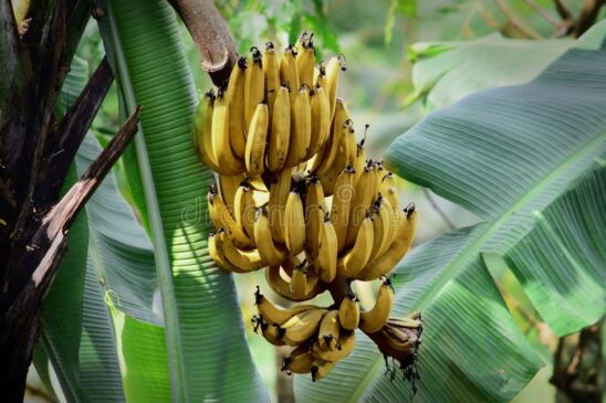 Aprende a conservar mejor los bananos para que estén frescos y sin manchas… Ban8 548x365
