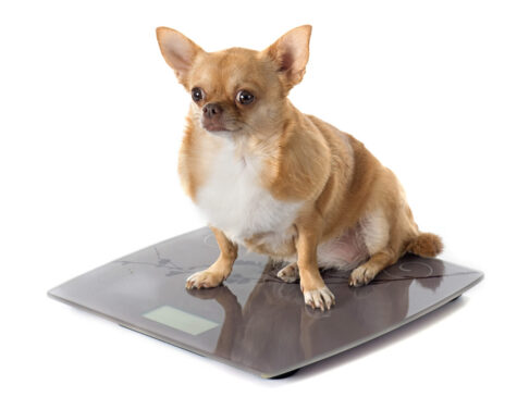Sabes si tu mascota tiene un peso saludable?… Gor 475x365