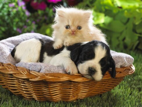 Como conviven bien el perro y el gato… P G2 487x365