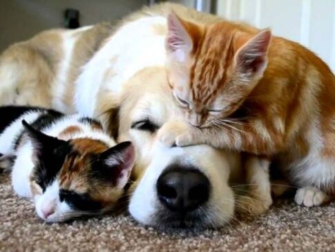 Como conviven bien el perro y el gato… P G4 485x365