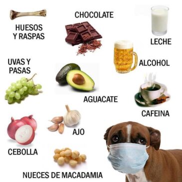 Estos son los alimentos que nunca debes dar a tu perro… No 365x365