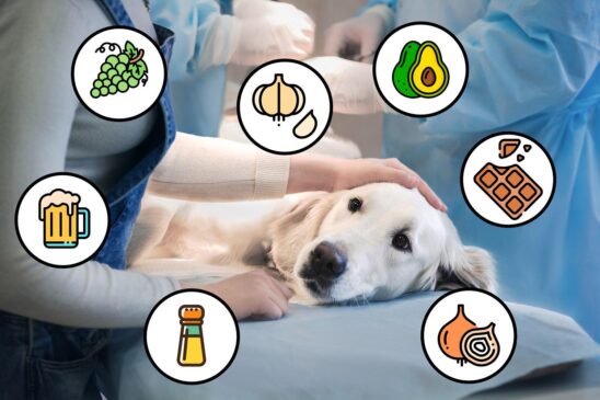 Estos son los alimentos que nunca debes dar a tu perro… Tot2 548x365