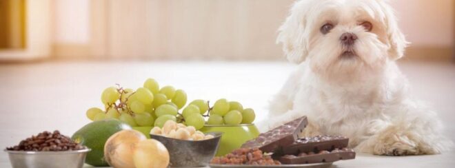 Estos son los alimentos que nunca debes dar a tu perro… Tot3 660x244